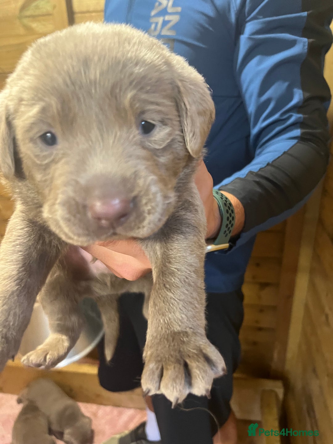 Labrador Retriever dogs for sale: Silver Labrador puppy’s  - Image 4
