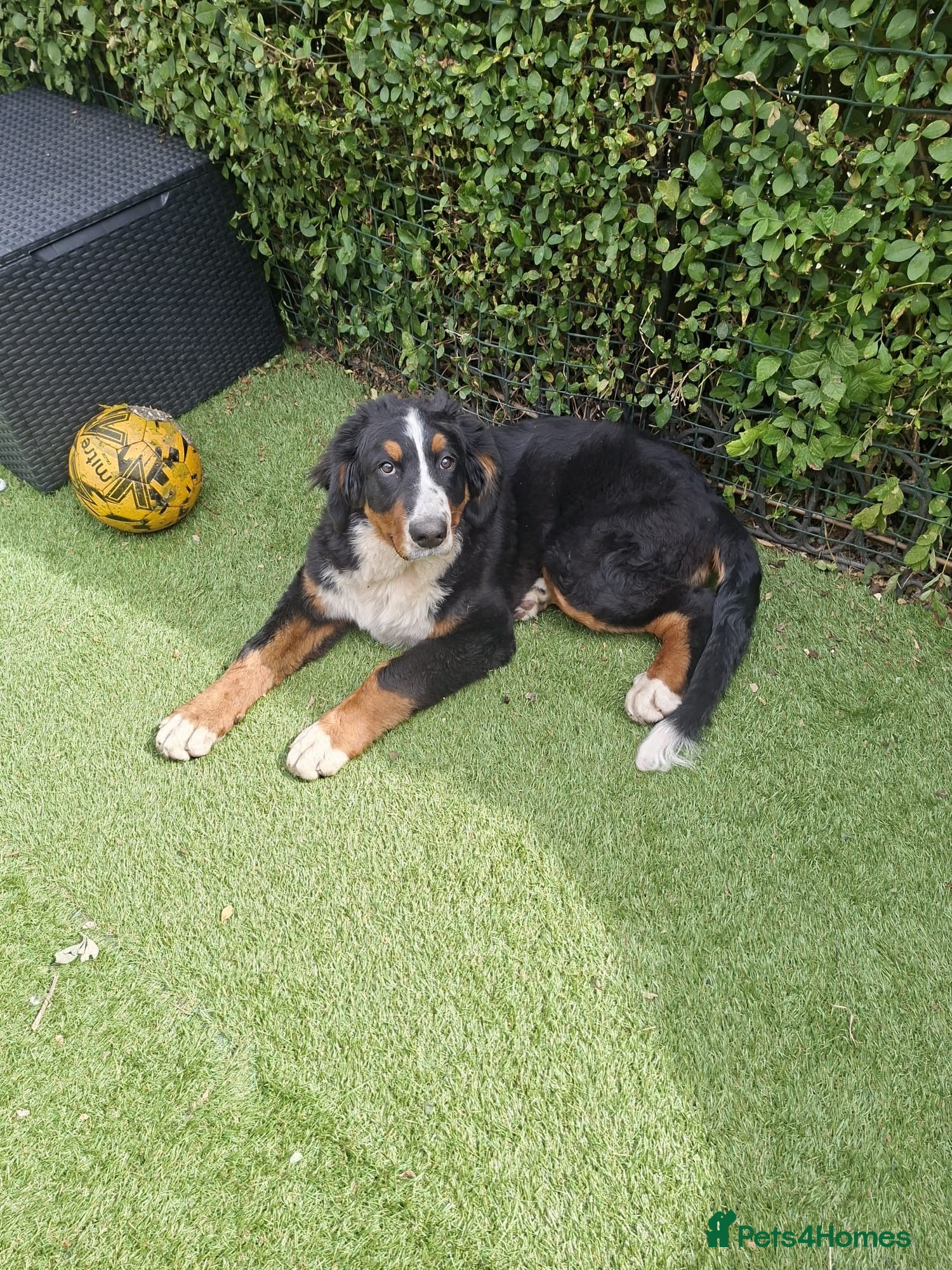 Bernese Mountain Dog dogs Bernese Mountain Dog - Ready for Forever Home - Advert 4