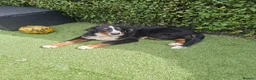 Bernese Mountain Dog dogs for sale: Bernese Mountain Dog - Ready for Forever Home - Advert 1