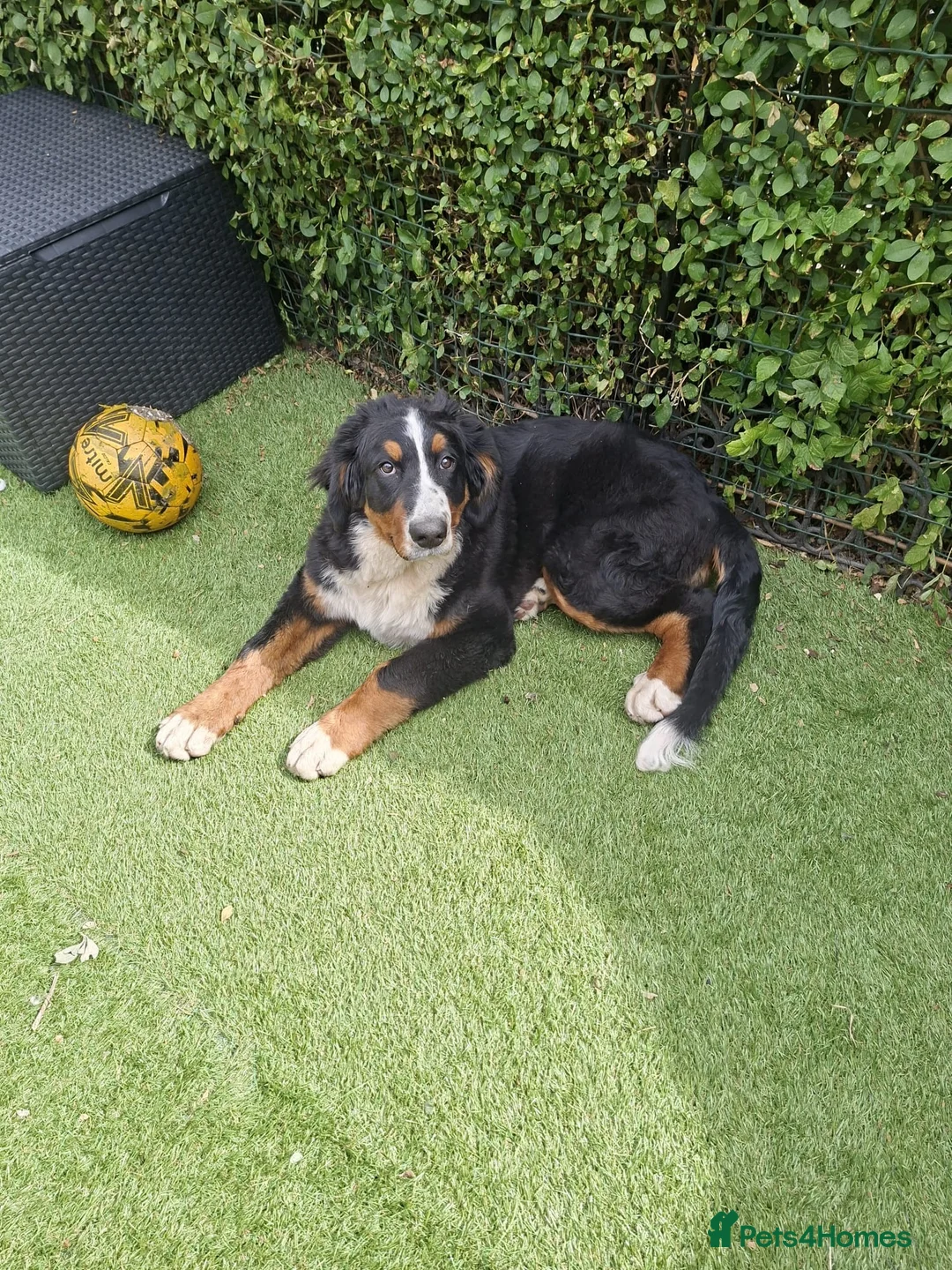 Bernese Mountain Dog dogs for sale: Bernese Mountain Dog - Ready for Forever Home - Advert 1