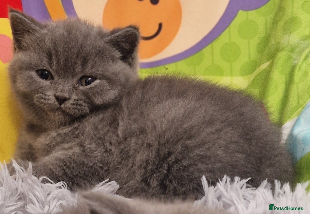 British Shorthair cats Gorgeous GCCF reg British Shorthair kittens  - Advert 2