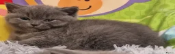British Shorthair cats for sale: Gorgeous GCCF reg British Shorthair kittens  - Advert 6