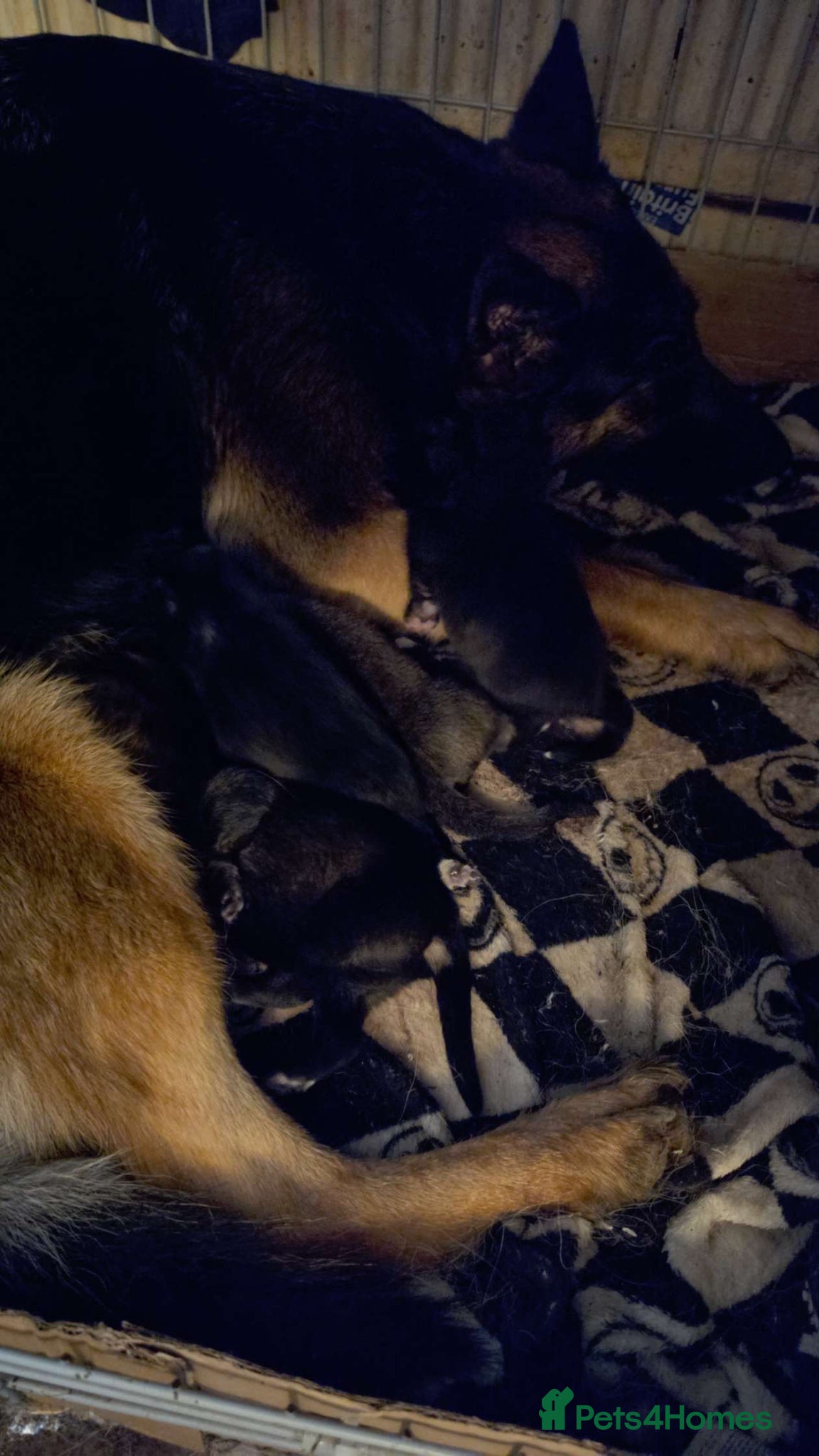 Mixed Breed dogs Last beautiful Shepkita girl😍 - Advert 6