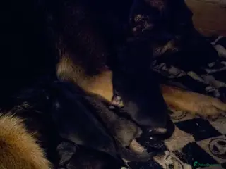 Mixed Breed dogs Last beautiful Shepkita girl😍 - Advert 6