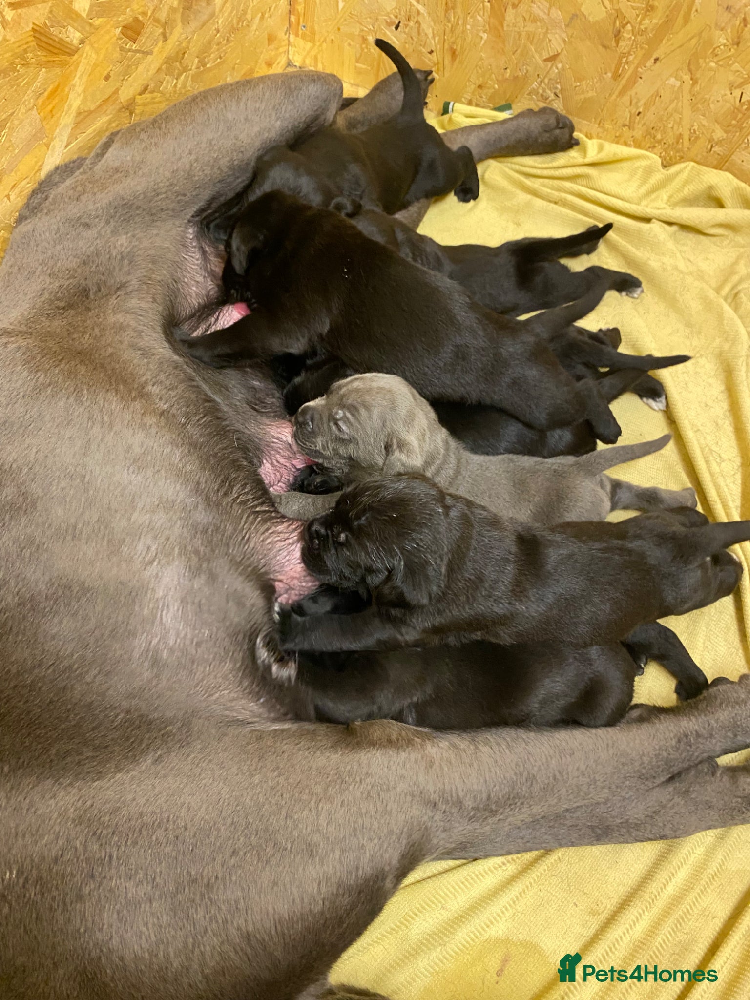 Cane Corso dogs Full breed cane corso puppies for sale - Advert 4