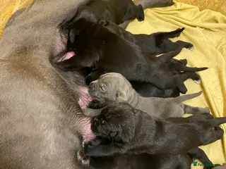 Cane Corso dogs Full breed cane corso puppies for sale - Advert 4