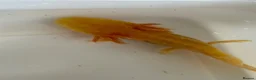 Axolotl reptiles for sale: Axolotl - Advert 10