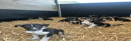 Mixed Breed dogs for sale: Gorgeous collie x Lurcher puppies  - Advert 6