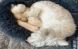 Mixed Breed dogs for sale: Gorgeous Westiepoo Puppies! - Image 11