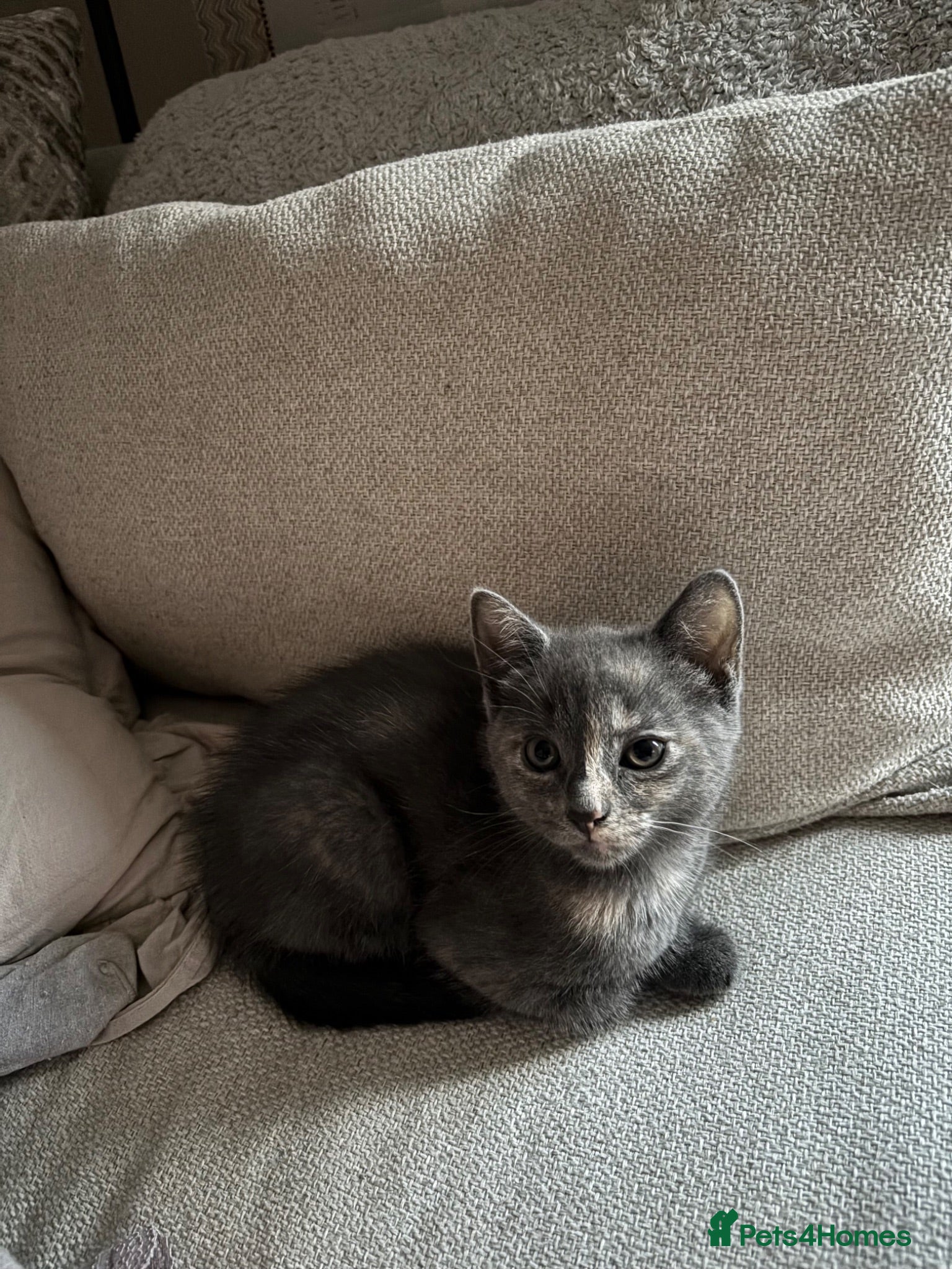 Mixed Breed cats 1/4 mainecoon grey female - Advert 9