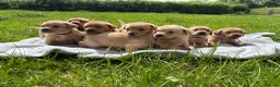 Labrador Retriever dogs for sale: Stunning Red Fox & Golden Labrador Puppies - Advert 7