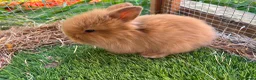 Mini Lion Lop rabbits for sale: 2 baby lion lop bunnies  in Wareham - Advert 2
