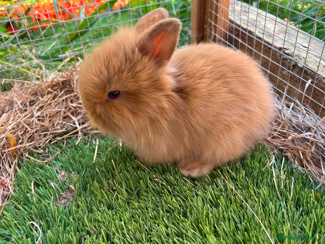 Mini Lion Lop rabbits for sale: 2 baby lion lop bunnies  in Wareham - Advert 2