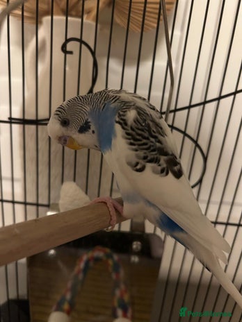 Budgerigars birds - Advert 1