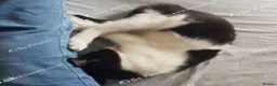 Mixed Breed cats for sale: Beautiful female kitten . - Advert 6