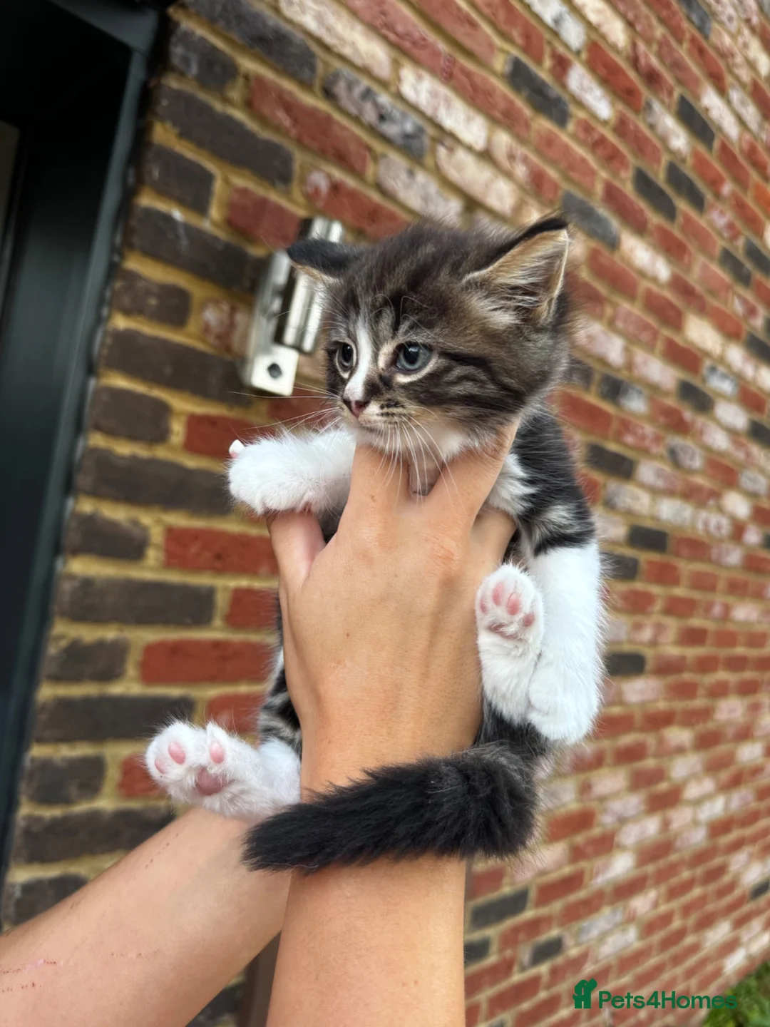 Domestic Shorthair cats for sale: 2 female kittens  in Cambridge - Advert 2