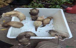 Ferret rodents for sale: Ferret kits - Image 3