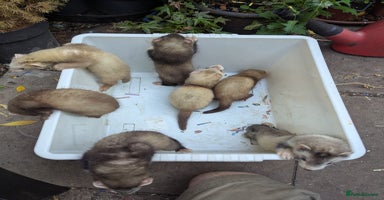 Ferret rodents - Advert 6