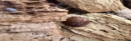 Isopods invertebrates for sale: Lots of Mixed isopods  - Advert 19
