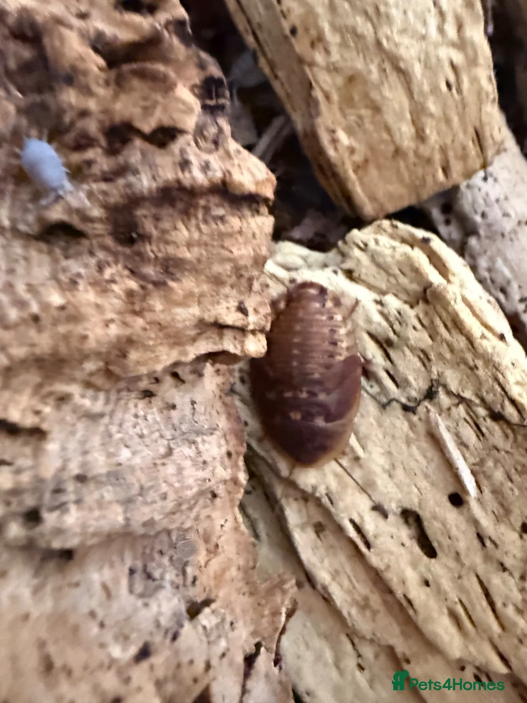 Isopods invertebrates for sale: Lots of Mixed isopods  - Advert 19