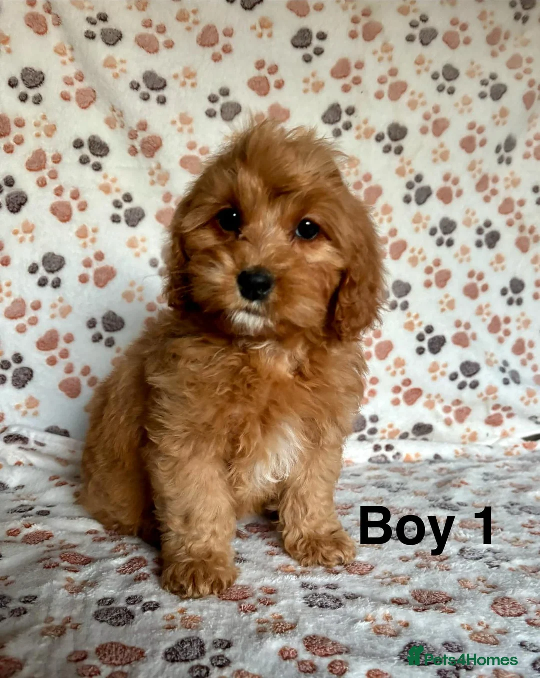 Cavapoo dogs for sale: Beautiful red Cavapoos  in Sheerness - Advert 3