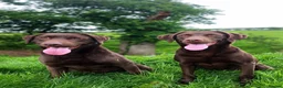 Labrador Retriever dogs for sale: Choc & Yellow Labs Waiting list open 202 DNA KC - Advert 5