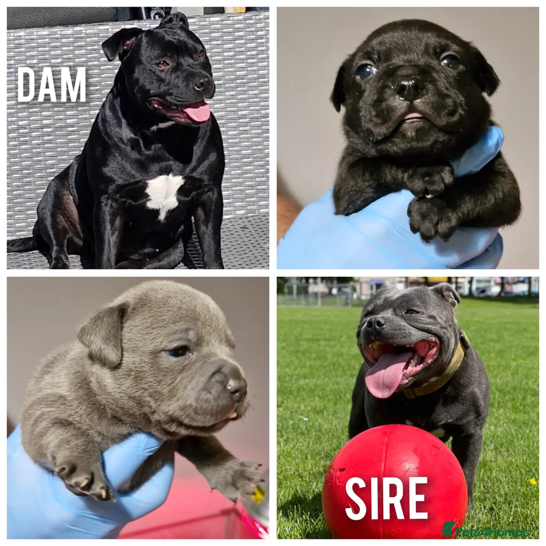 Staffordshire Bull Terrier dogs for sale: KC Staffordshire puppies champion lines - Advert 1