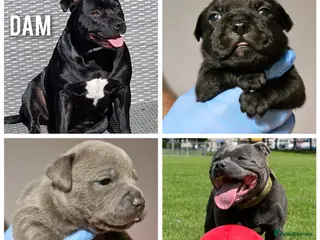 Staffordshire Bull Terrier dogs KC Staffordshire puppies champion lines - Advert 4