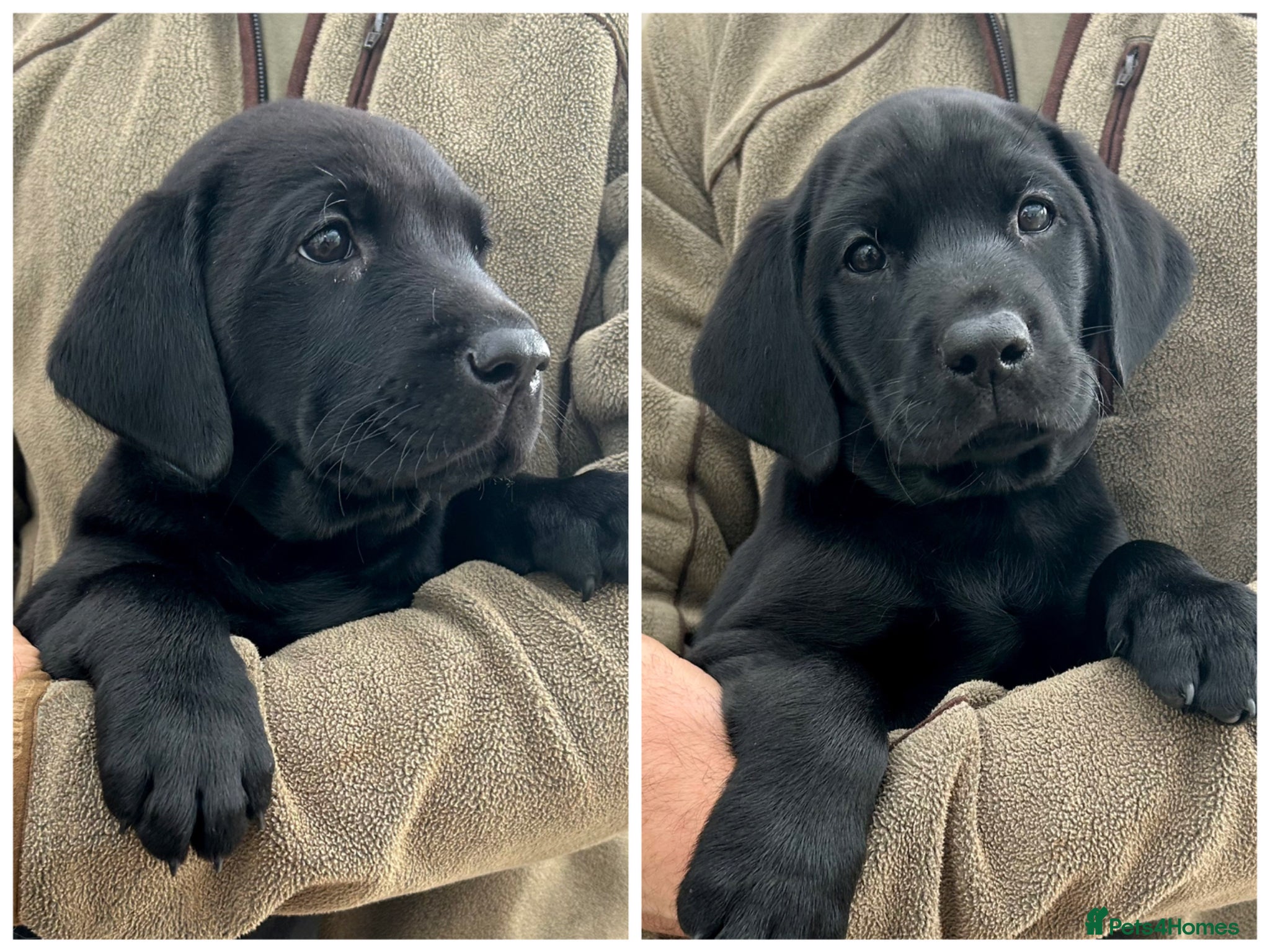 Labrador Retriever dogs KC Black Labrador puppy's  - Advert 1