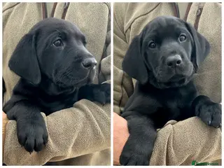 Labrador Retriever dogs KC Black Labrador puppy's - Advert 1
