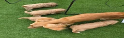 Cockapoo dogs for sale: Beautiful cockerpoo pups in Dorchester - Advert 5