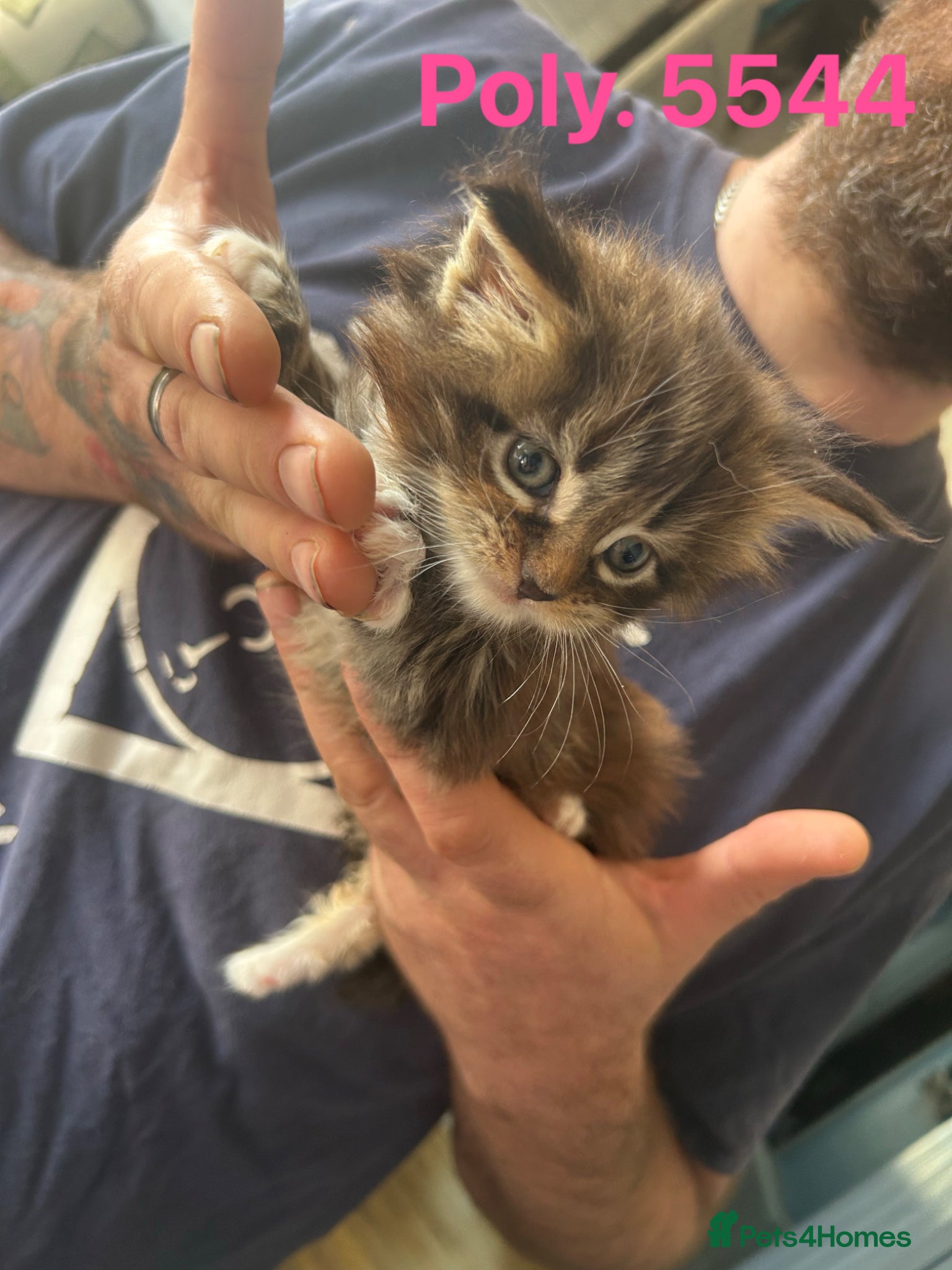 Maine Coon cats TICA Registered Maine Coon Kittens Polydactyl.  - Advert 4