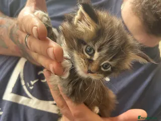 Maine Coon cats TICA Registered Maine Coon Kittens Polydactyl. - Advert 5