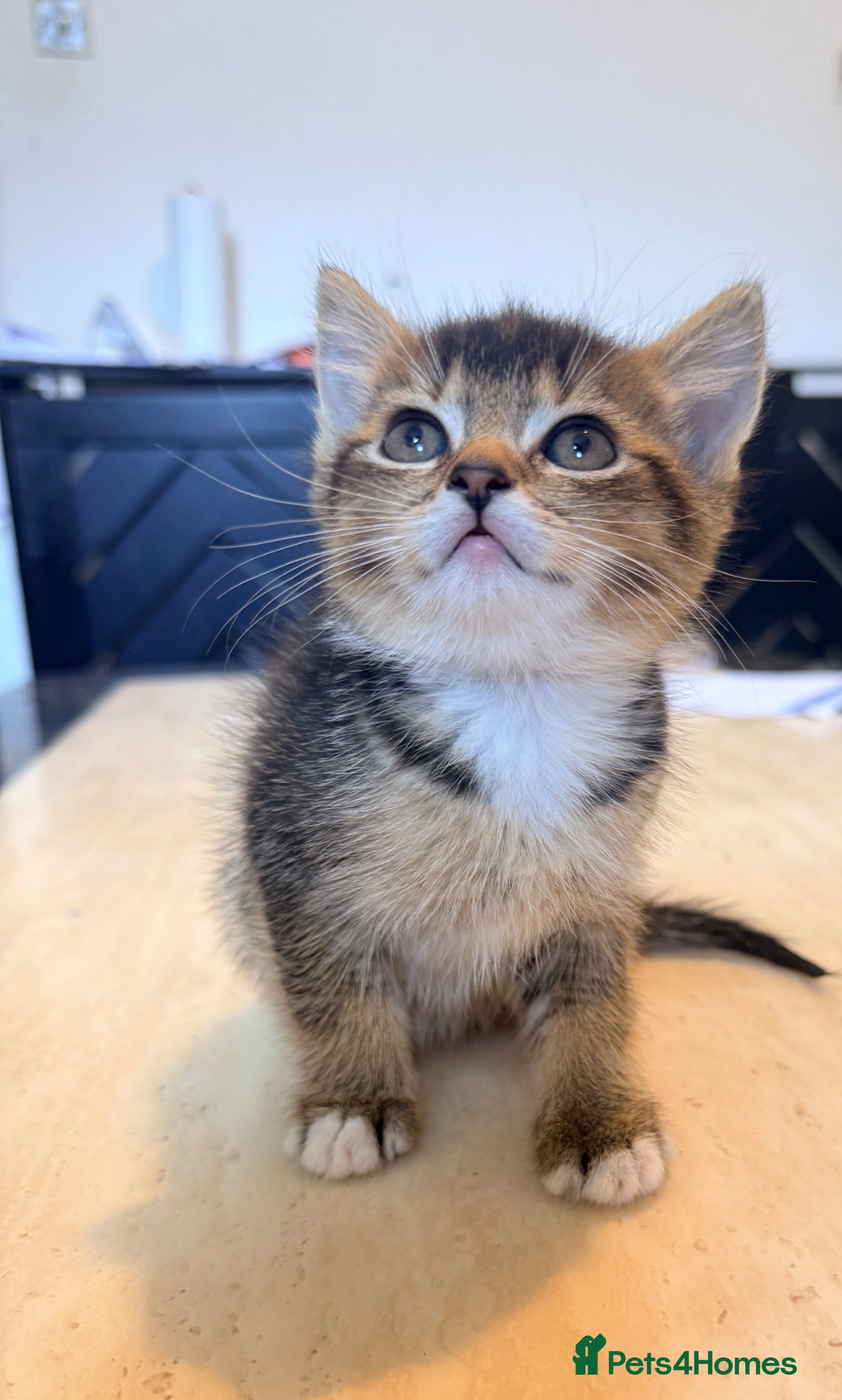 Mixed Breed cats Kittens - Advert 4