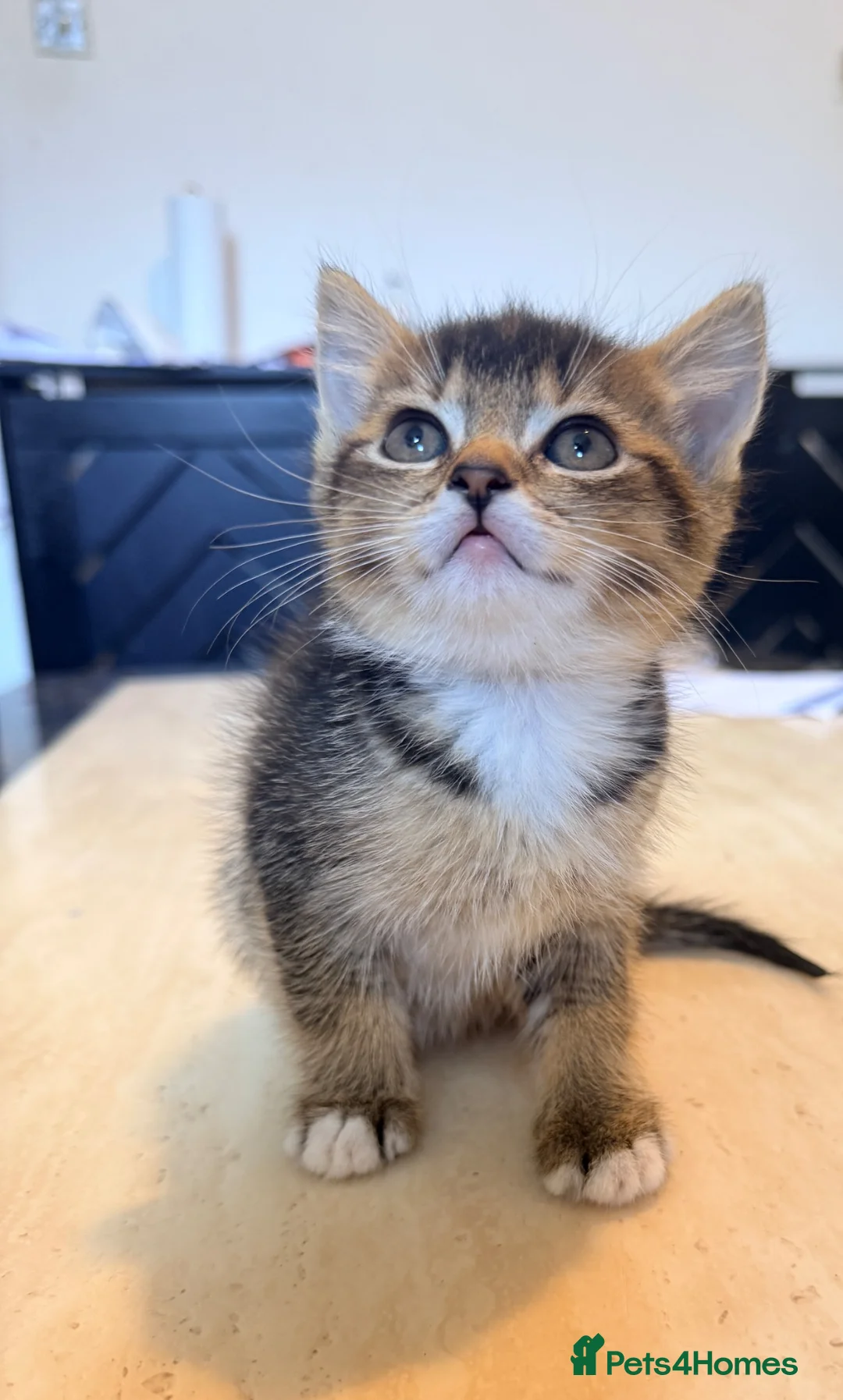 Mixed Breed cats for sale: Kittens in Birmingham - Advert 1
