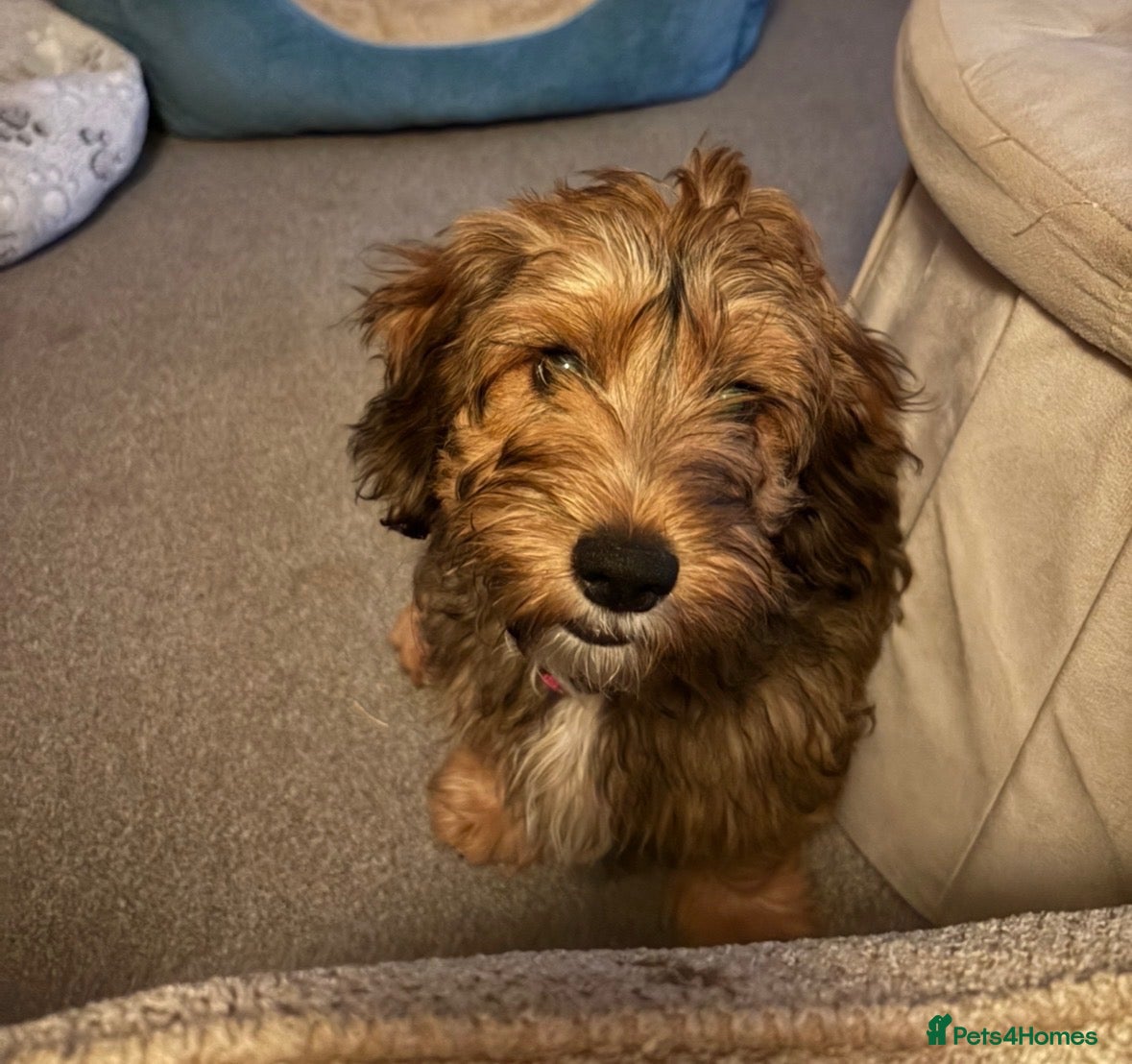 Mixed Breed dogs Female Puppy for sale - Advert 1