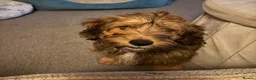 Mixed Breed dogs for sale: Female Puppy for sale - Advert 1
