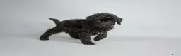 Cavapoo dogs for sale: Cavapoo puppies for sale  - Advert 22