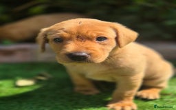 Labrador Retriever dogs for sale: Labrador 2 x boys left FTW Drakeshead Flycatcher   in Blackpool - Image 36