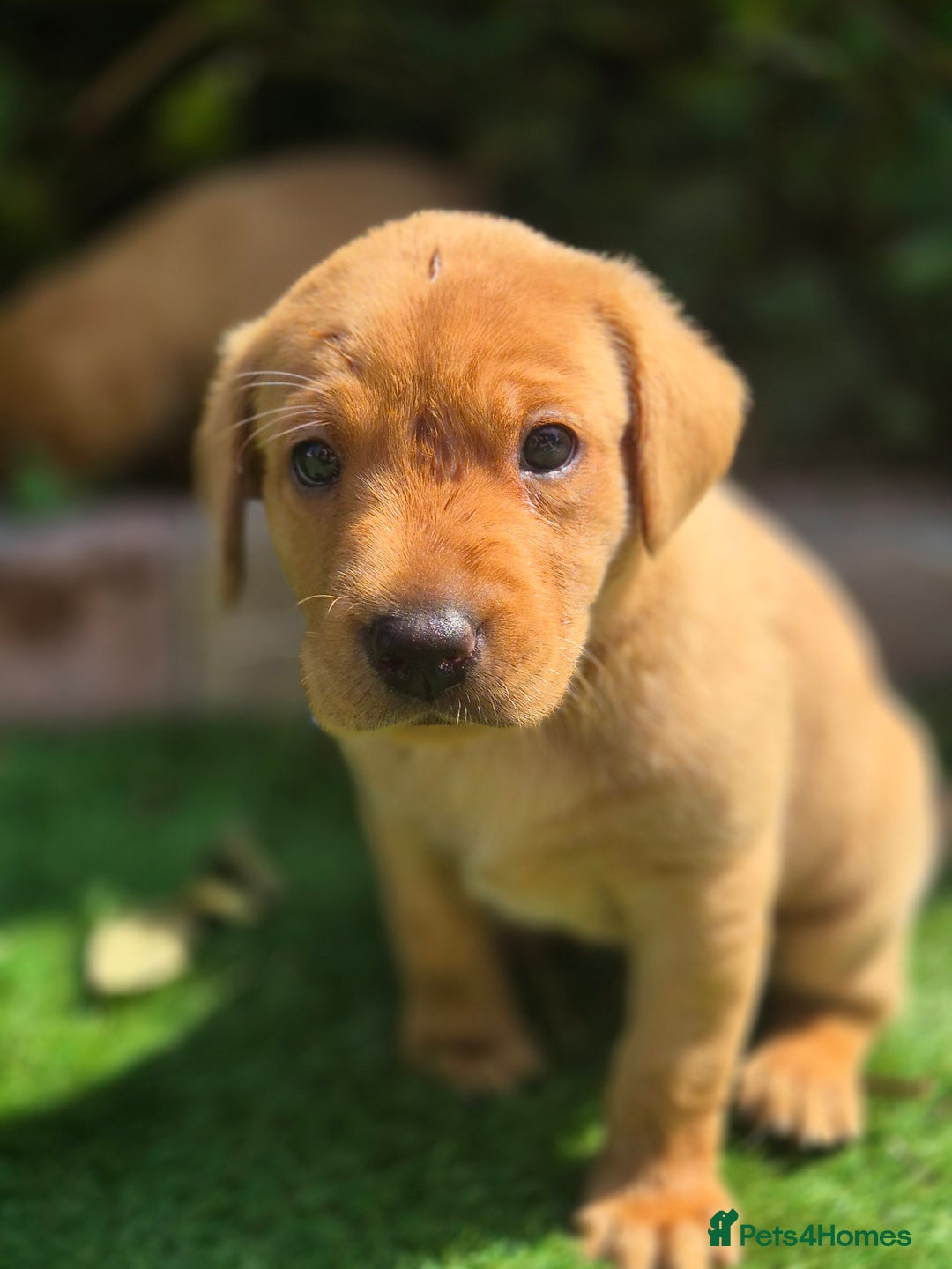 Labrador Retriever dogs for sale: Labrador 2 x boys left FTW Drakeshead Flycatcher   in Blackpool - Image 36