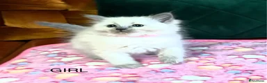Ragdoll 2, Pink collar 