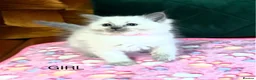 Ragdoll cats for sale: Ragdoll Kittens in Newton Stewart - Advert 4