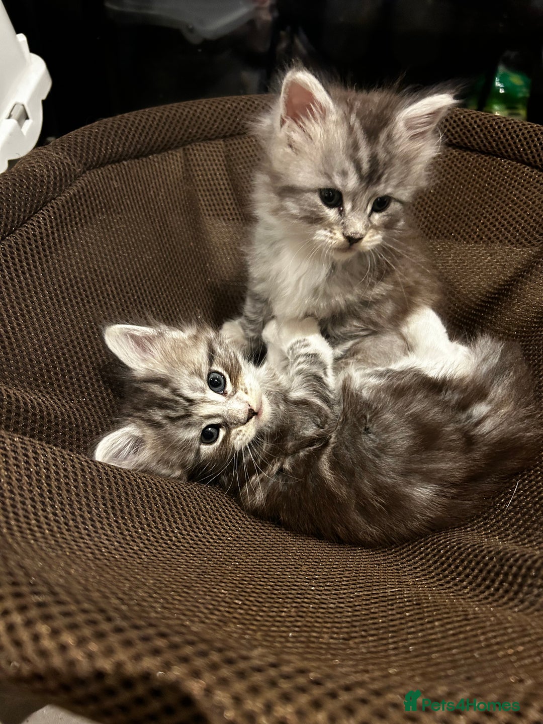 Maine Coon cats for sale: Stunning Purebred Maine Coon Kittens 😺  - Advert 5