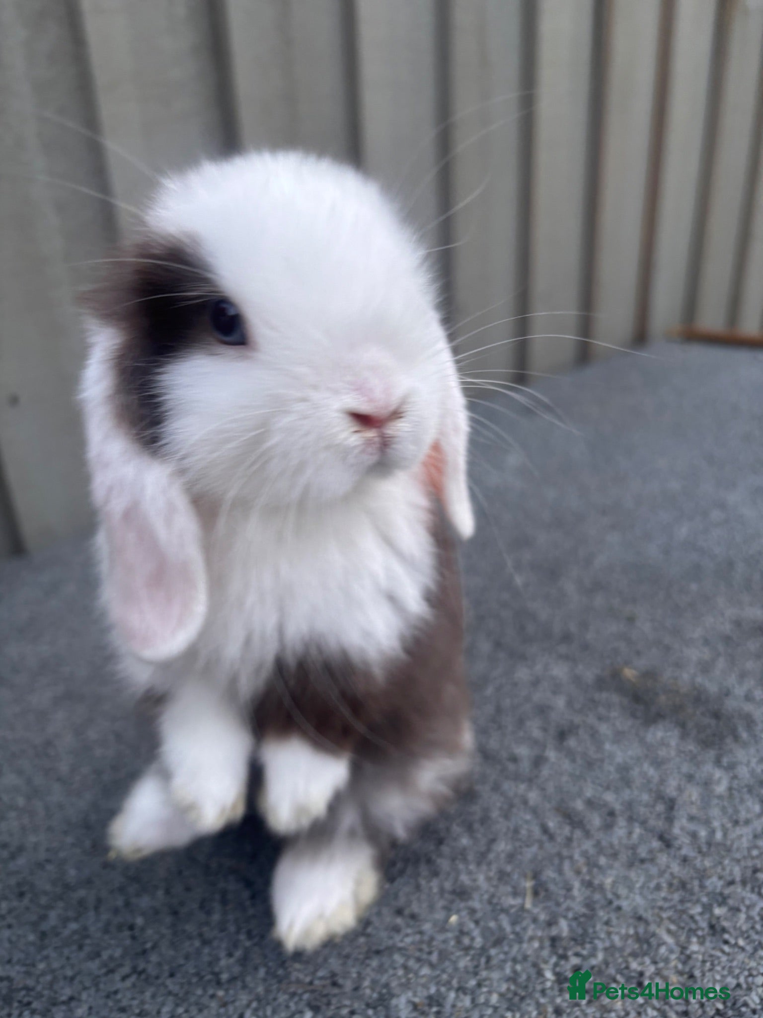 Mini Lop rabbits Beautiful pure bred mini lops blue eyes  - Advert 1