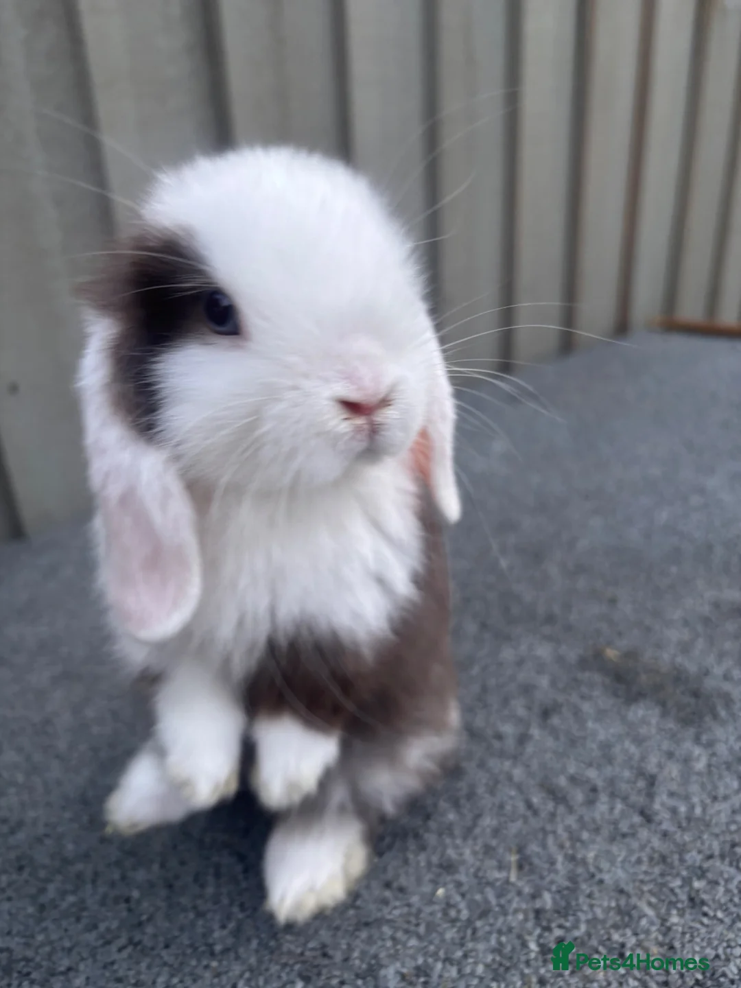 Mini Lop rabbits for sale: Beautiful pure bred mini lops blue eyes  - Advert 1