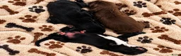 Sprocker dogs for sale: Our Precious Springer Spaniel Lucy has had babies - Advert 7