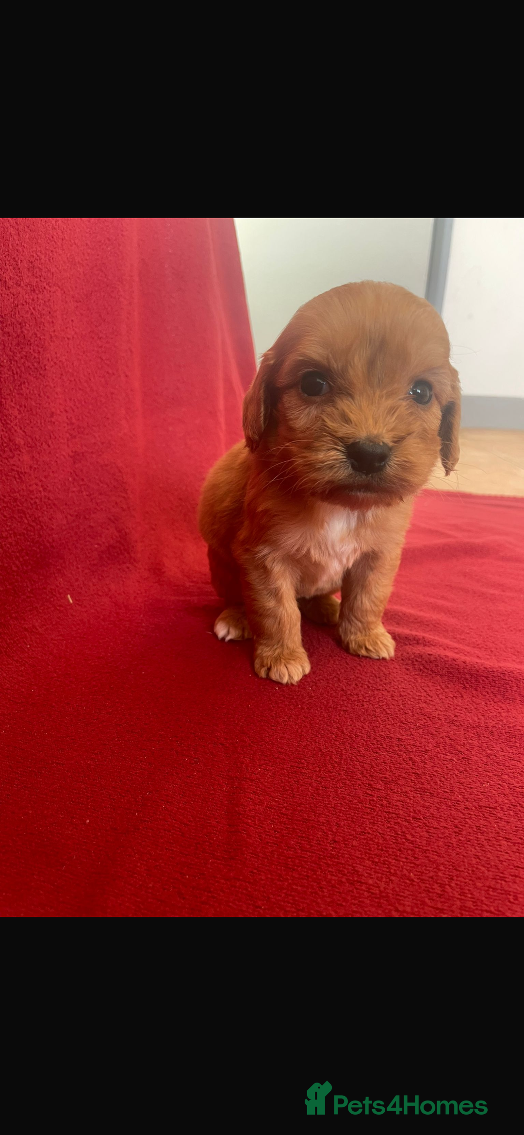 Cockapoo dogs for sale: F1 Cockapoo puppies  - Advert 9