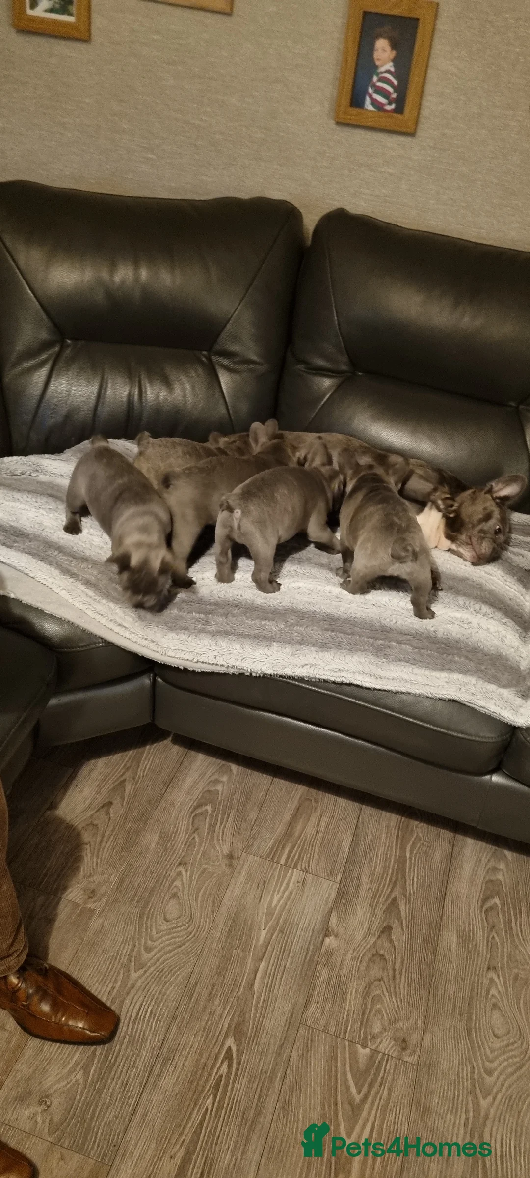 French Bulldog dogs for sale: Adorable  - Advert 8