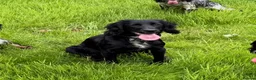 Cocker Spaniel dogs for sale: Cocker spaniel girl - Advert 1