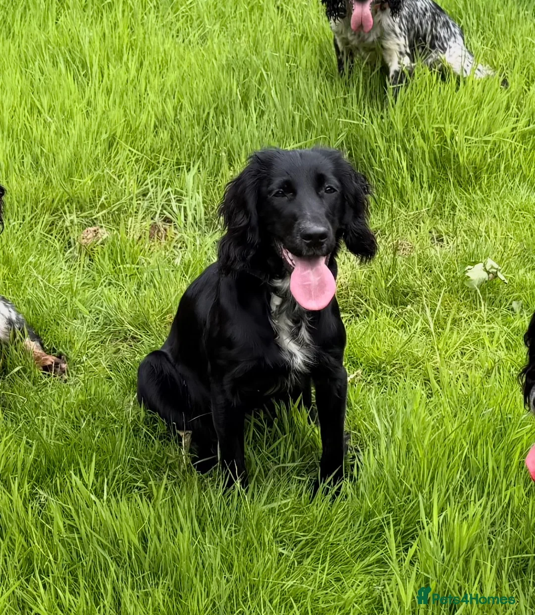 Cocker Spaniel dogs for sale: Cocker spaniel girl - Advert 1